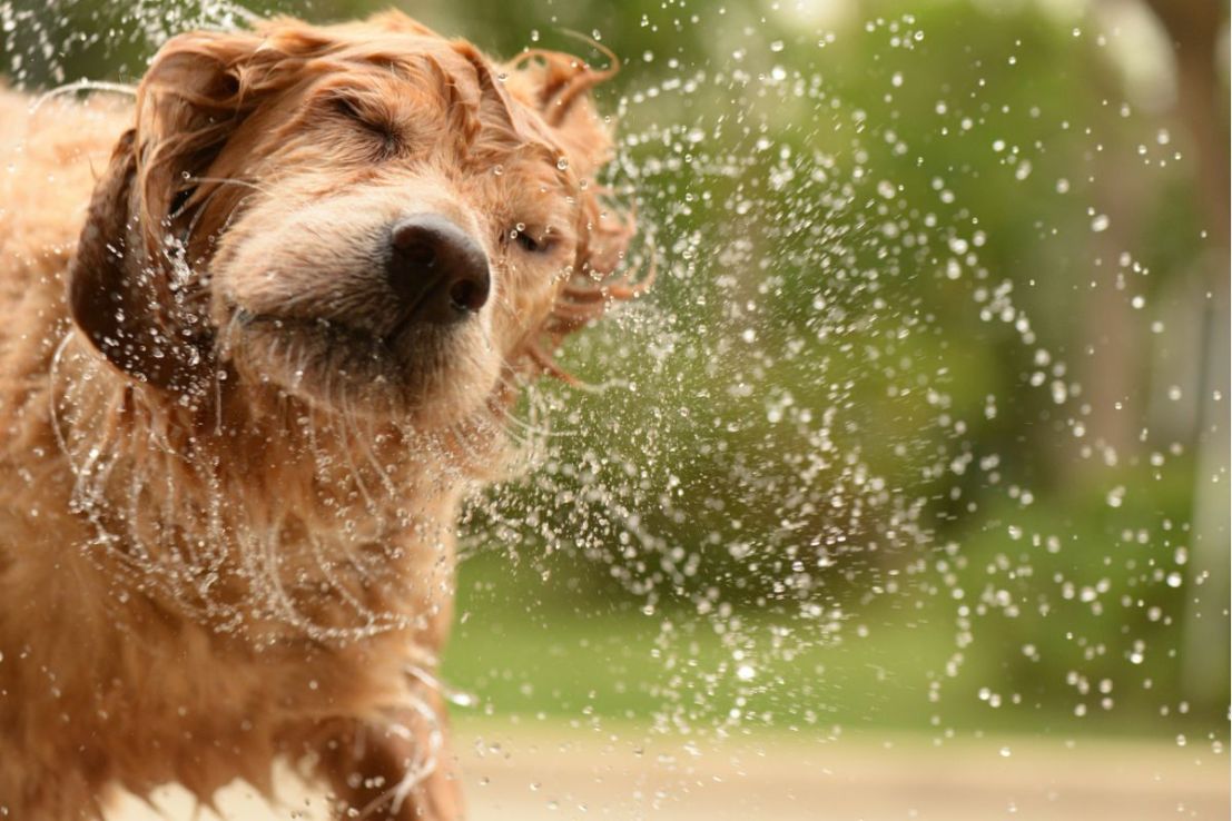 London-listed firm cheers surge in demand for ‘dog wash machines’