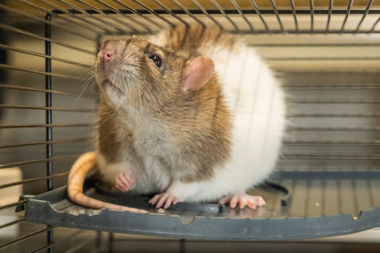 Domestic rat with brown and white fur, looking up inside a wire cage, its pink nose and whiskers visible