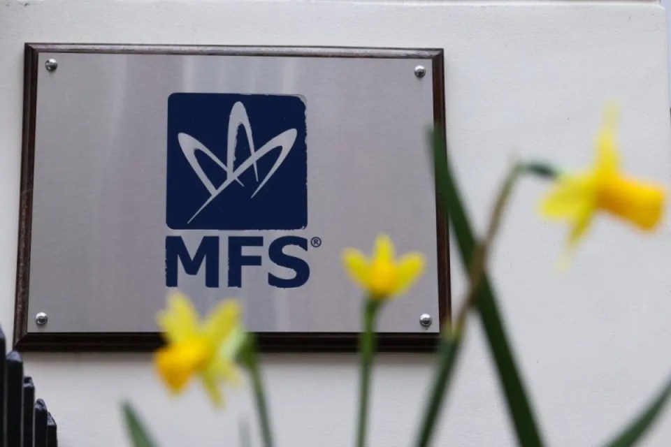 MFS Investment Management company sign on a building facade, with yellow daffodils in the foreground