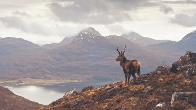 Red deer stag on a heather-covered hillside overlooking a loch and mountains in the Scottish Highlands