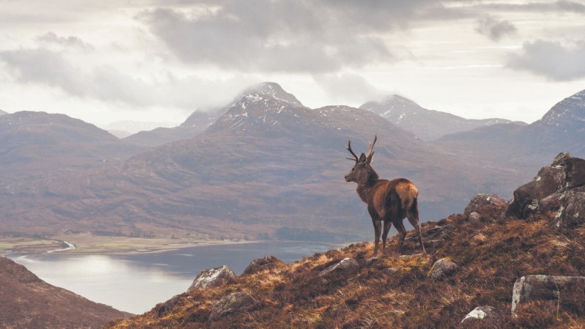 Red deer stag on a heather-covered hillside overlooking a loch and mountains in the Scottish Highlands