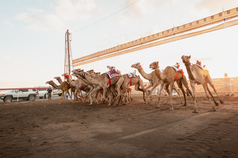 Camels in traditional race gear lining up at the start of a race track in Oman