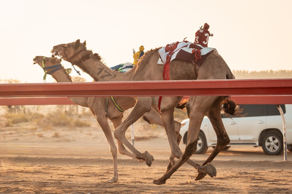 Two racing camels with robot jockeys gallop on a sandy track, a white SUV in the background.