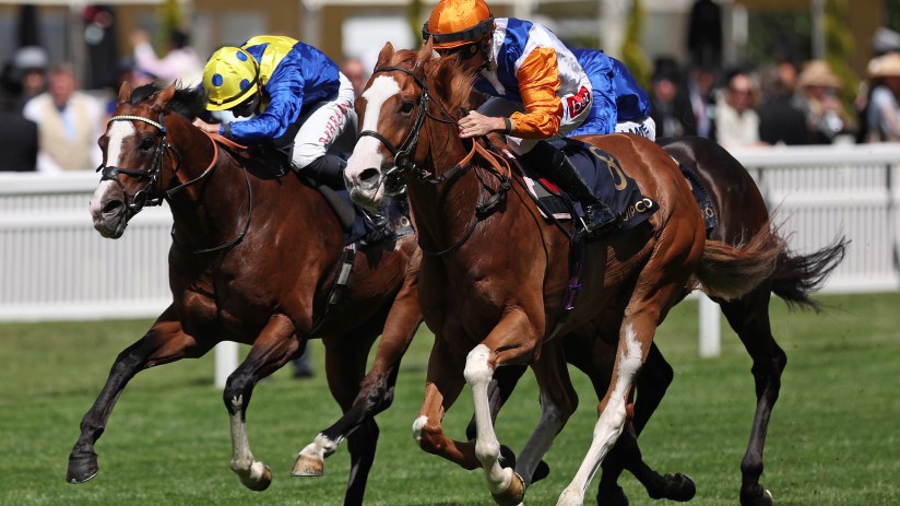 Two racehorses and jockeys in colorful silks galloping on a green turf track during a horse race