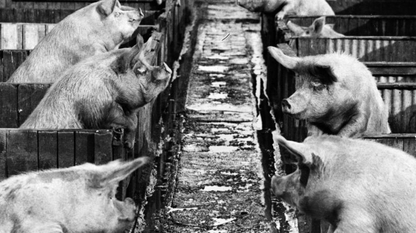 Black and white image of pigs in wooden pens, facing each other across a narrow, muddy aisle on a farm.