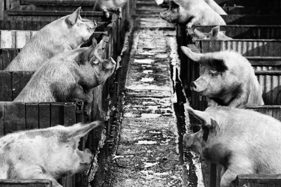 On this day: Animal Farm is published