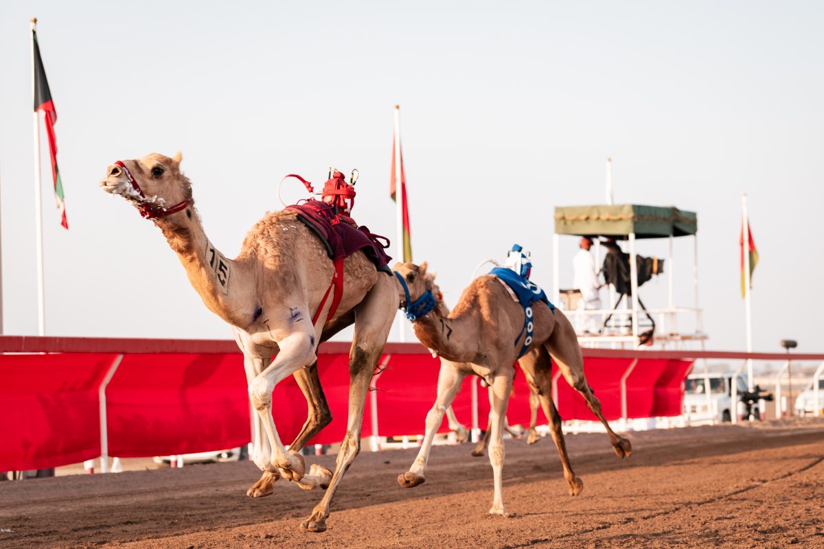 Paul Pogba's Saudi camel racing club Al Haboob eyes European expansion