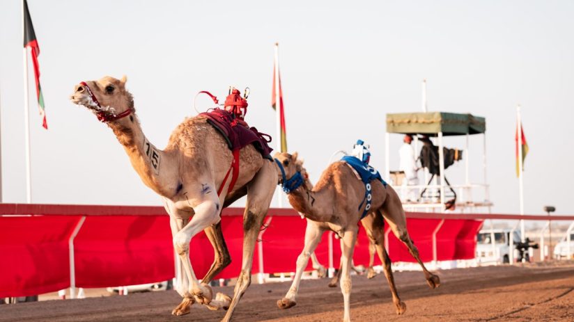 Two racing camels with robotic jockeys and numbers on their sides run on a dirt track.