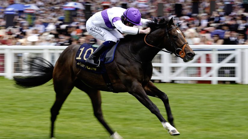 Jockey in purple and white racing silks on a galloping brown horse with number 10, crowds in background.