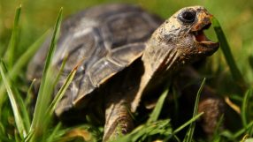 Close-up of a tortoise with its mouth open, biting a blade of green grass in a sunny outdoor setting.