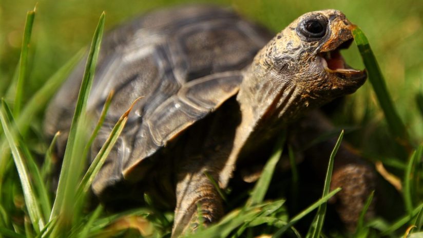 Close-up of a tortoise with its mouth open, biting a blade of green grass in a sunny outdoor setting.