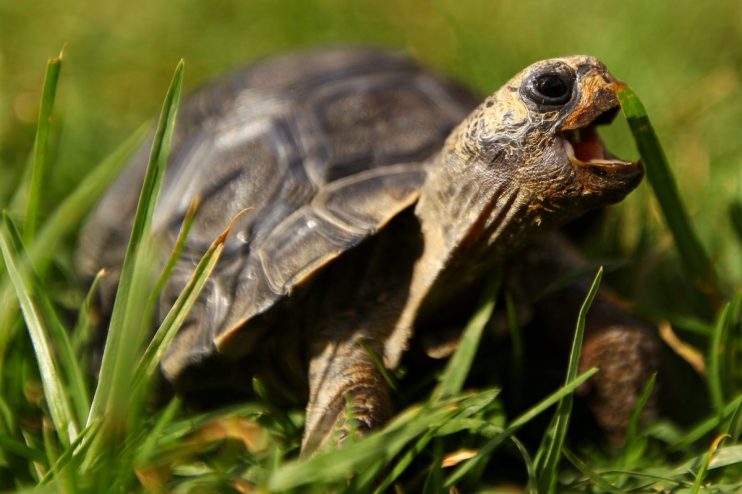 Close-up of a tortoise with its mouth open, biting a blade of green grass in a sunny outdoor setting.