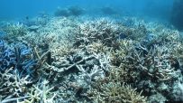 Underwater view of the Great Barrier Reef with bleached coral and some healthy blue coral branches.
