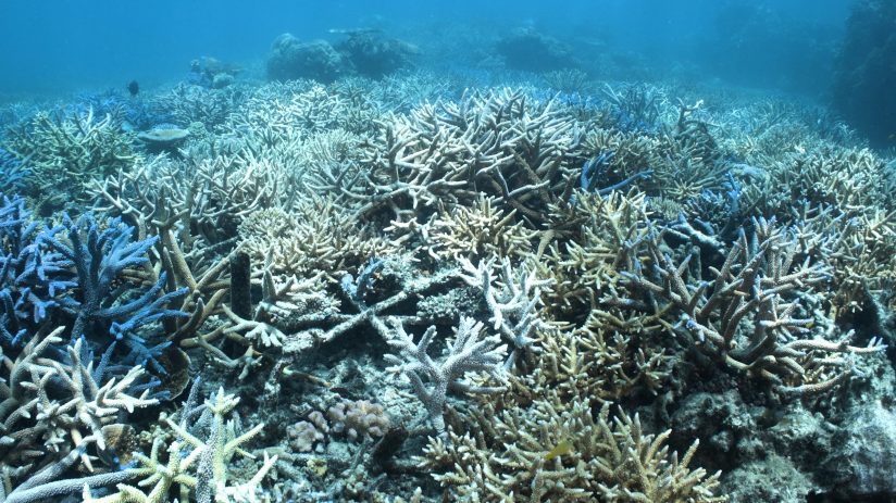 Underwater view of the Great Barrier Reef with bleached coral and some healthy blue coral branches.