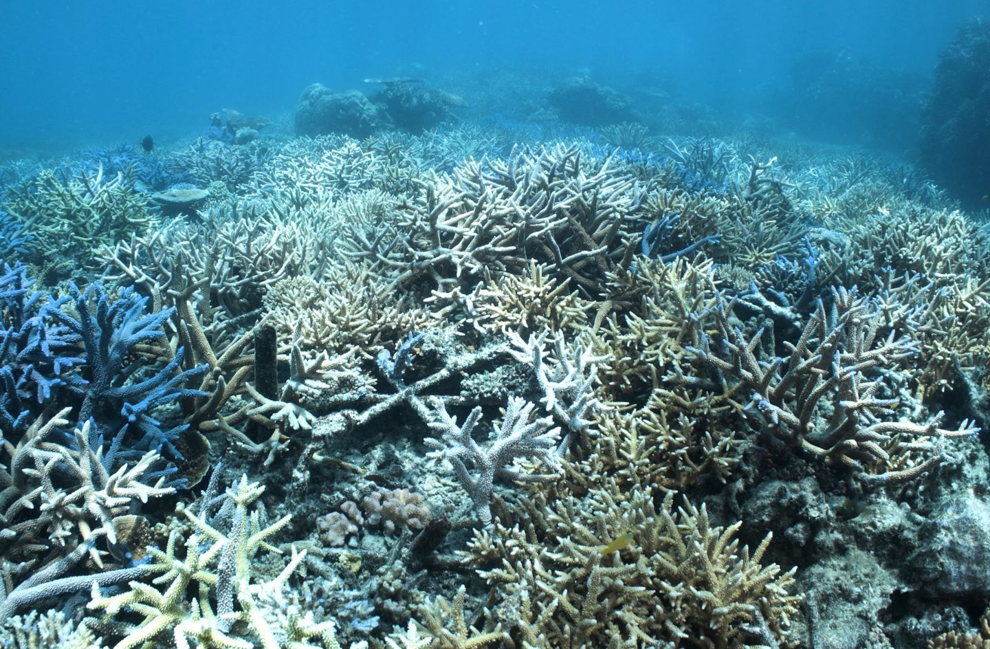 The good news nobody will tell you: the Great Barrier Reef is refusing to die on schedule
