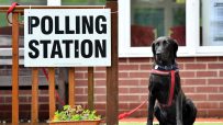 Black Labrador dog sits patiently by a POLLING STATION sign on a rainy election day.