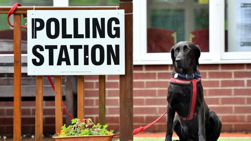 Black Labrador dog sits patiently by a POLLING STATION sign on a rainy election day.