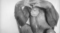 Chimpanzee covering its eyes with both hands, appearing embarrassed or shy in black and white