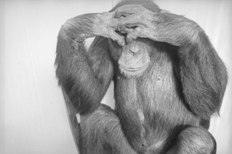 Chimpanzee covering its eyes with both hands, appearing embarrassed or shy in black and white