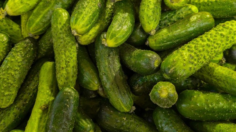 Close-up of a pile of fresh, bumpy green gherkins, possibly related to the Autumn Budget 2026.