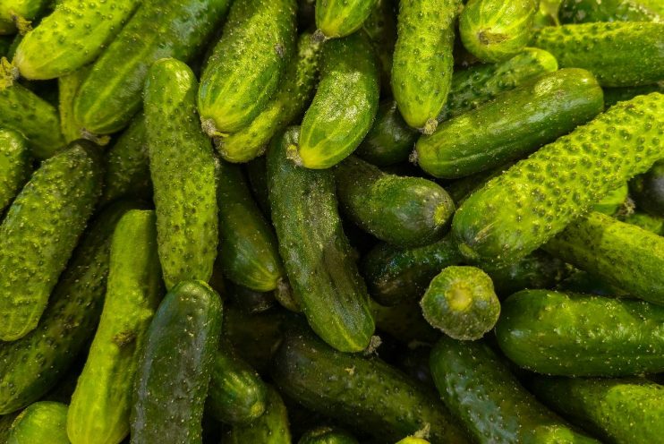 Close-up of a pile of fresh, bumpy green gherkins, possibly related to the Autumn Budget 2026.