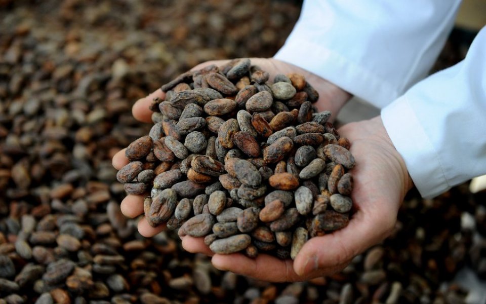 The price of cocoa remains at a 45-year high with no immediate solution in sight