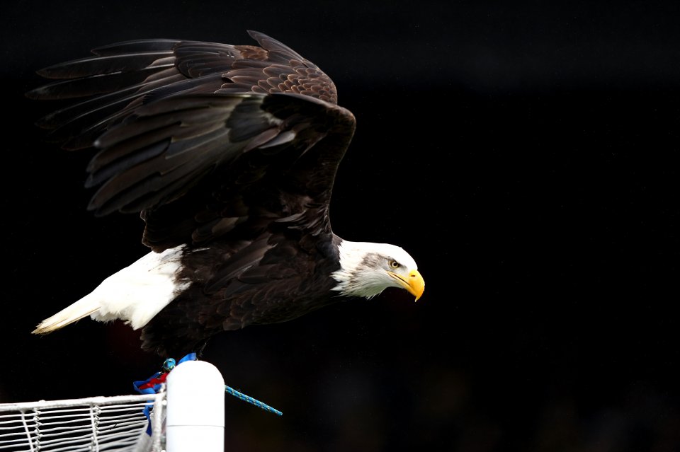 Crystal Palace v Watford - Premier League